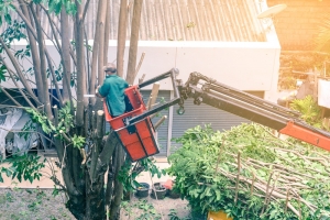 Tree Removal Tree Removal